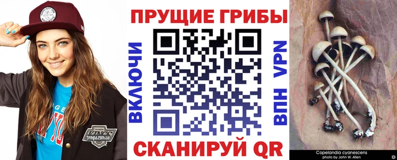 Псилоцибиновые грибы Cubensis Купить закладки Верхоянск
